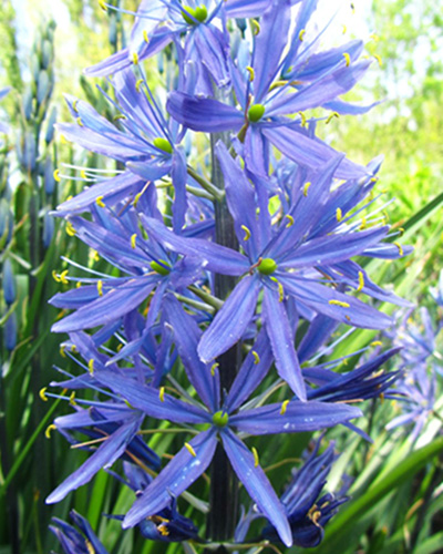 Camassia leichtlinii Caerulea.jpg